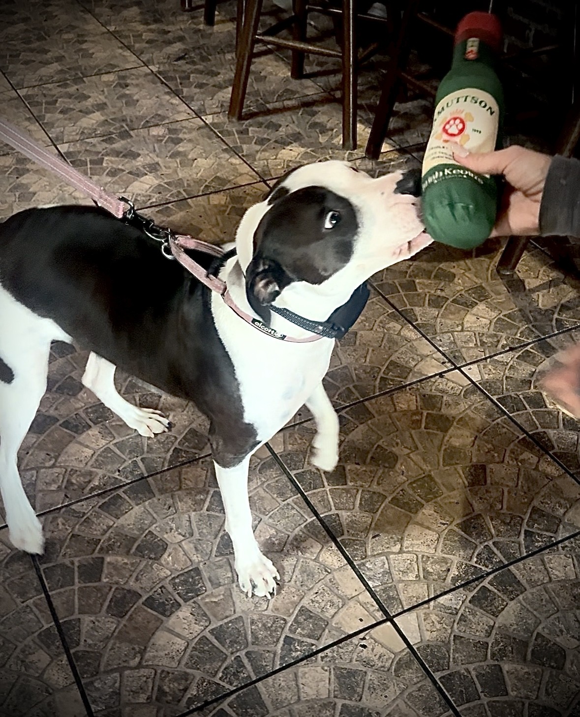 JAMUTTSON IRISH WHISKEY PLUSH DOG TOY - Image 5