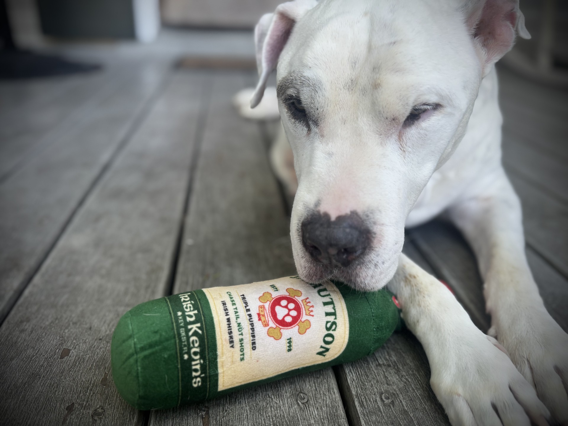 JAMUTTSON IRISH WHISKEY PLUSH DOG TOY - Image 4